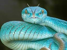 imagen de una serpiente